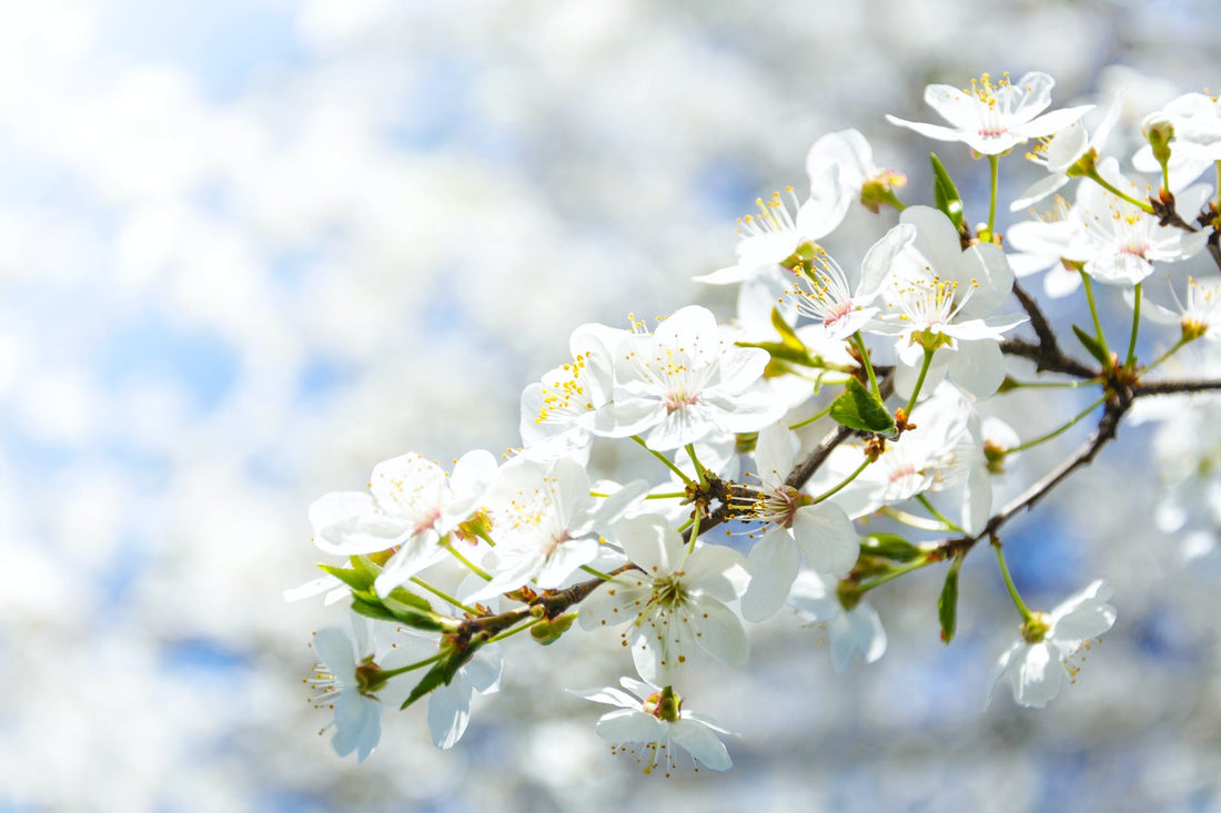 3 Teas to Savor Spring