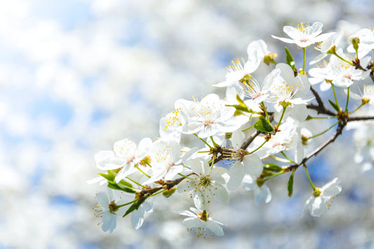 3 Teas to Savor Spring